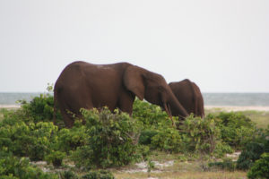 Waldelefanten an den Salzlagunen des Loango Nationalpark-Strands