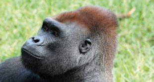 Wilder Gorilla in Gabun