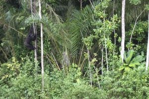 Kamerun: Schimpanse beim Klettern im Regenwald