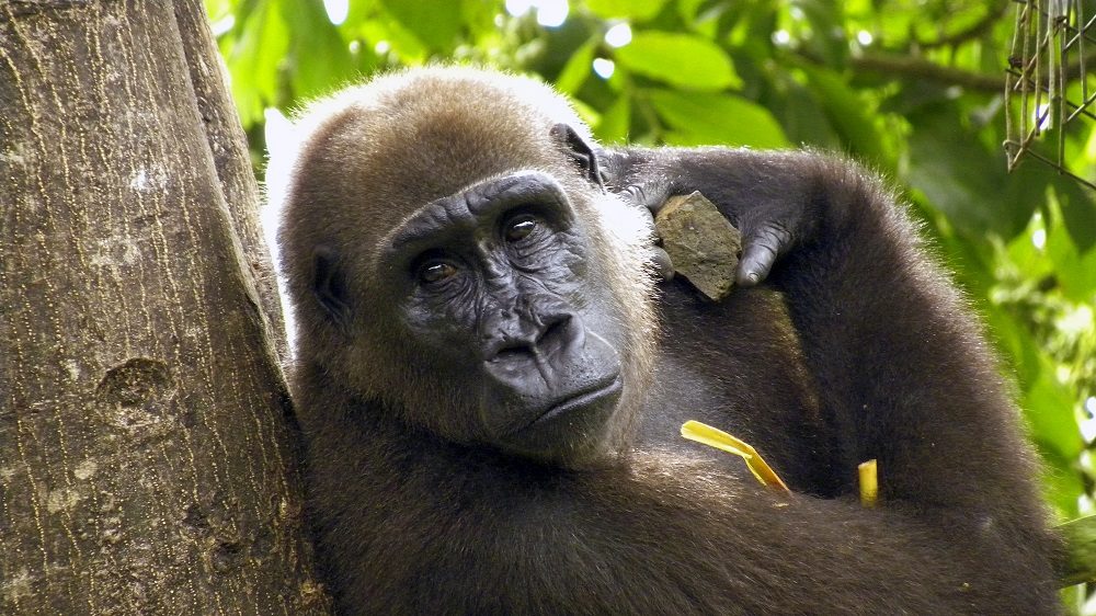 Junger Gorilla im Limbe Wildlife Center in Kamerun