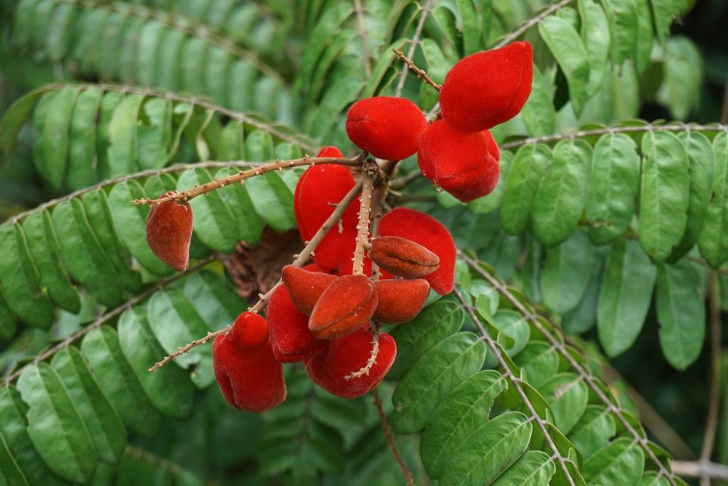Rote Blume aus Zentralafrika