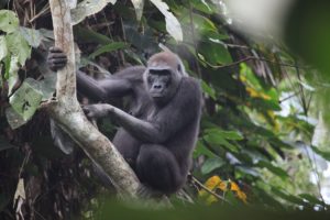 Gorilla in der Republik Kongo