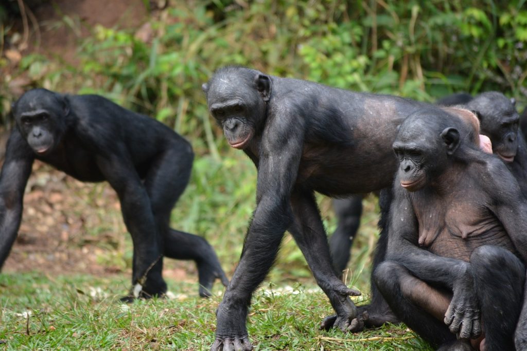 Lola Ya Bonobo-Reservat Kongo: Bonobos auf allen Vieren