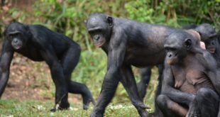 Lola ya Bonobo-Schutzgebiet