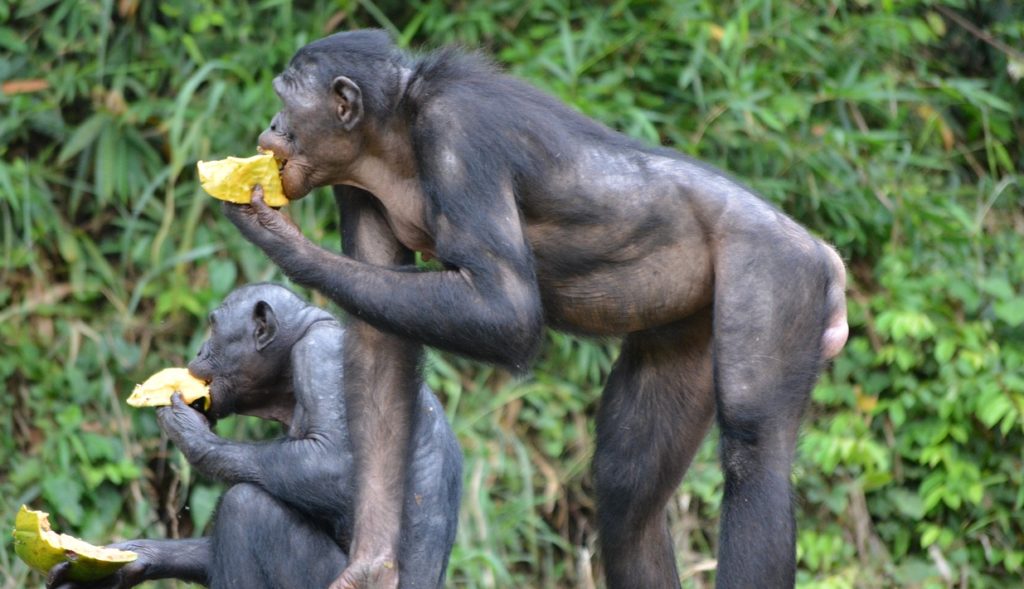 Bonobos DR Kongo