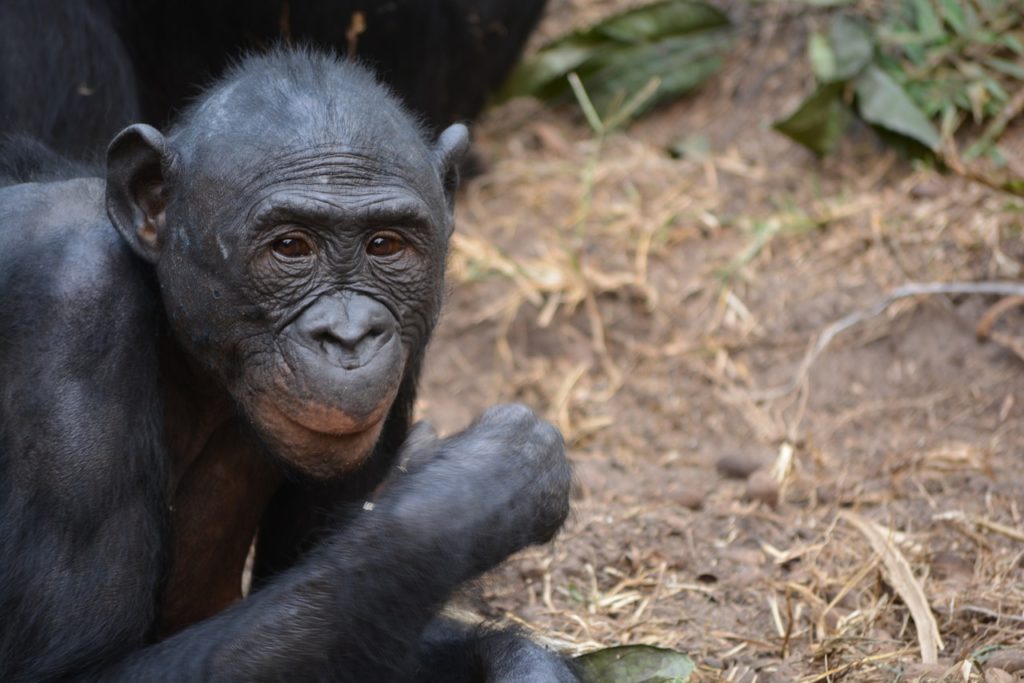 Bonobos in der DR Kongo