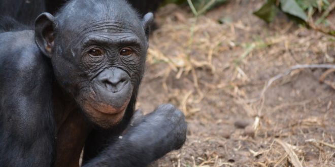 Bonobos in der DR Kongo
