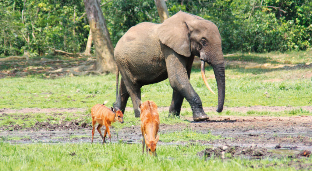 Waldelefant in der Zentralafrikanischen Republik